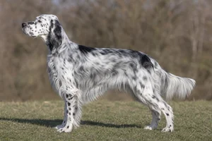 English Setter dog