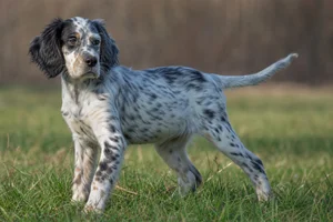 English Setter — puppy (~4 mo)