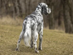 English Setter — rear