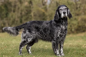 English Setter — senior