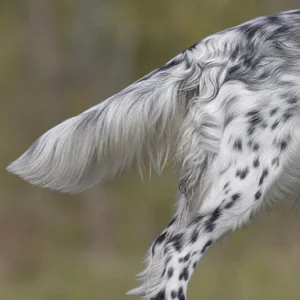 English Setter — tail
