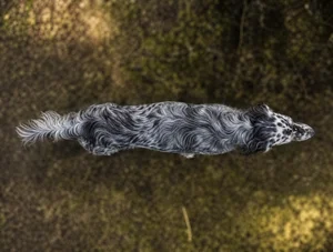 English Setter — top