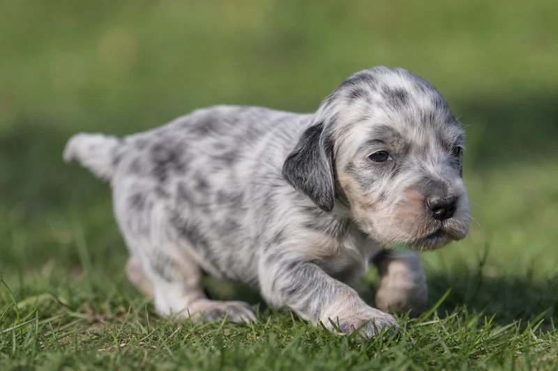 English Setter — young puppy (~1 mo)