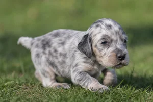 English Setter — young puppy (~1 mo)