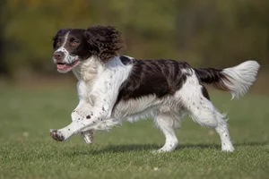 English Springer Spaniel — running