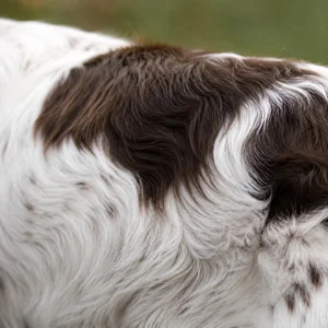 English Springer Spaniel — coat texture
