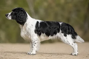 English Springer Spaniel — Black & White coat