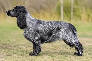 English Springer Spaniel — Blue Roan coat