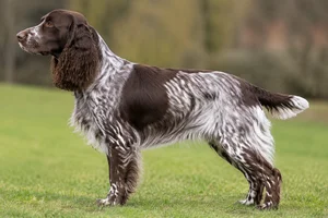 English Springer Spaniel — Liver Roan coat