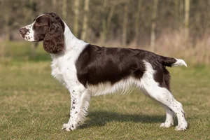 English Springer Spaniel — Liver & White coat