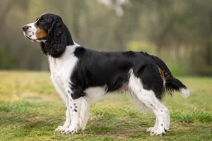 English Springer Spaniel — Tricolor coat