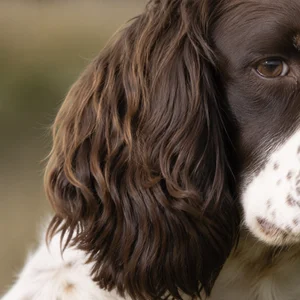 English Springer Spaniel — ears