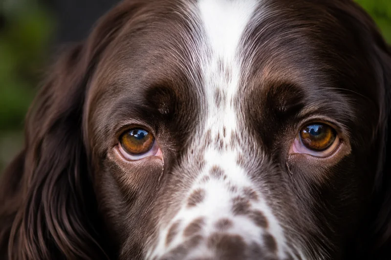 English Springer Spaniel — eyes