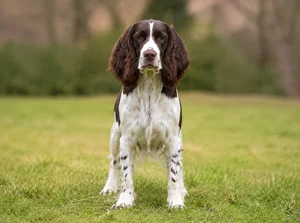 English Springer Spaniel — front