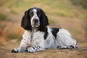 English Springer Spaniel — lying down