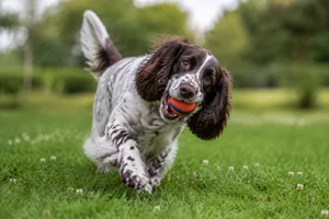 English Springer Spaniel — playing