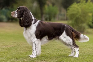 English Springer Spaniel dog