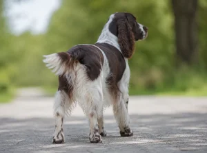 English Springer Spaniel — rear