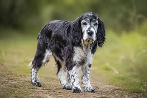English Springer Spaniel — senior