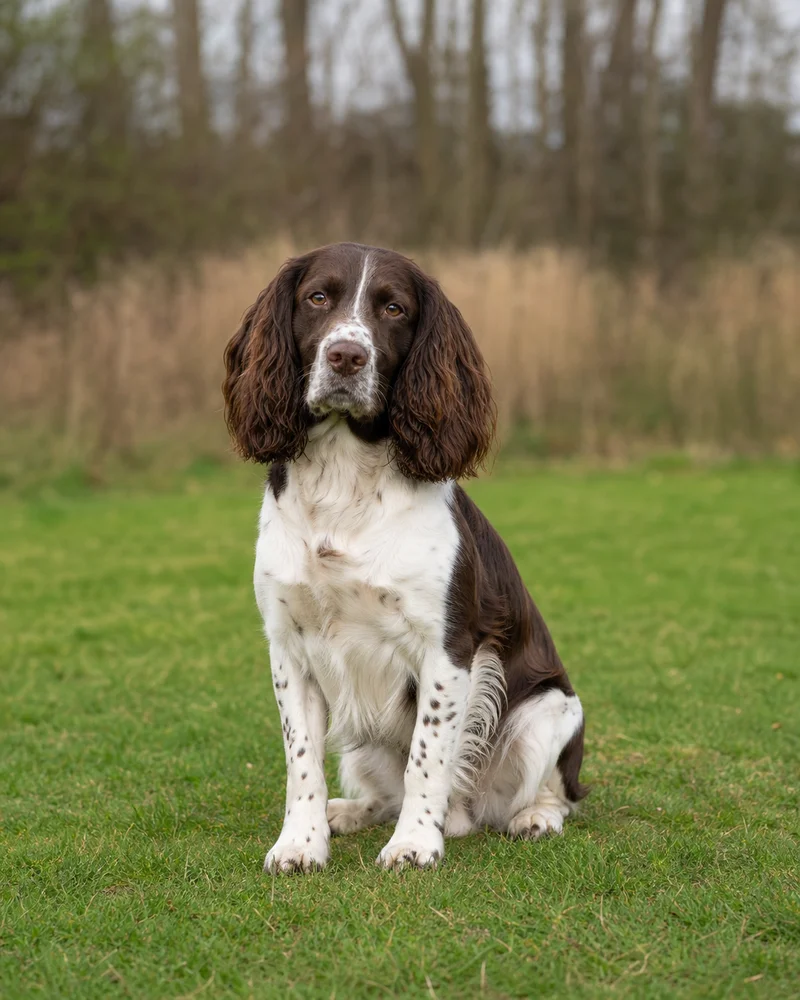English Springer Spaniel — sitting