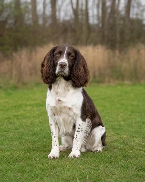 English Springer Spaniel — sitting