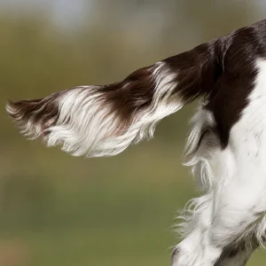 English Springer Spaniel — tail