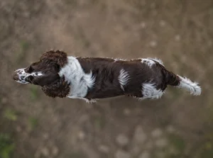 English Springer Spaniel — top