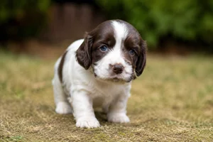 English Springer Spaniel — young puppy (~1 mo)