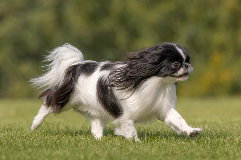 English Toy Spaniel — running