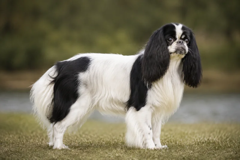 English Toy Spaniel — adult