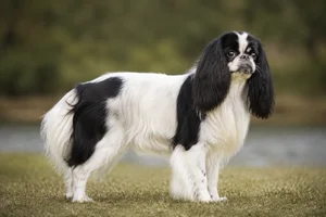 English Toy Spaniel — adult