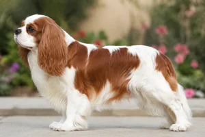 English Toy Spaniel — Blenheim (chestnut and white) coat