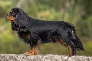 English Toy Spaniel — King Charles (black and tan) coat