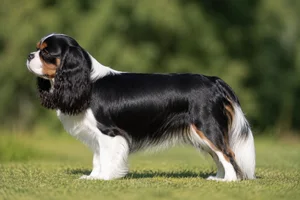 English Toy Spaniel — Prince Charles (tricolor: black coat