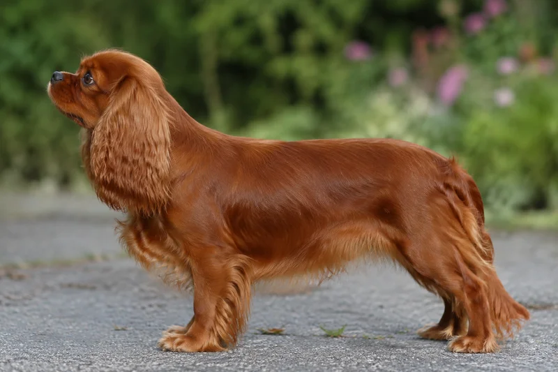 English Toy Spaniel — Ruby (solid chestnut) coat