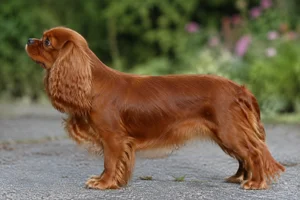 English Toy Spaniel — Ruby (solid chestnut) coat