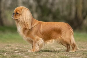 English Toy Spaniel — tan coat