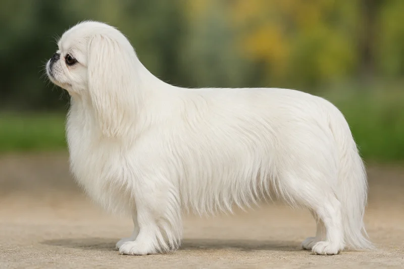 English Toy Spaniel — white) coat