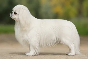 English Toy Spaniel — white) coat