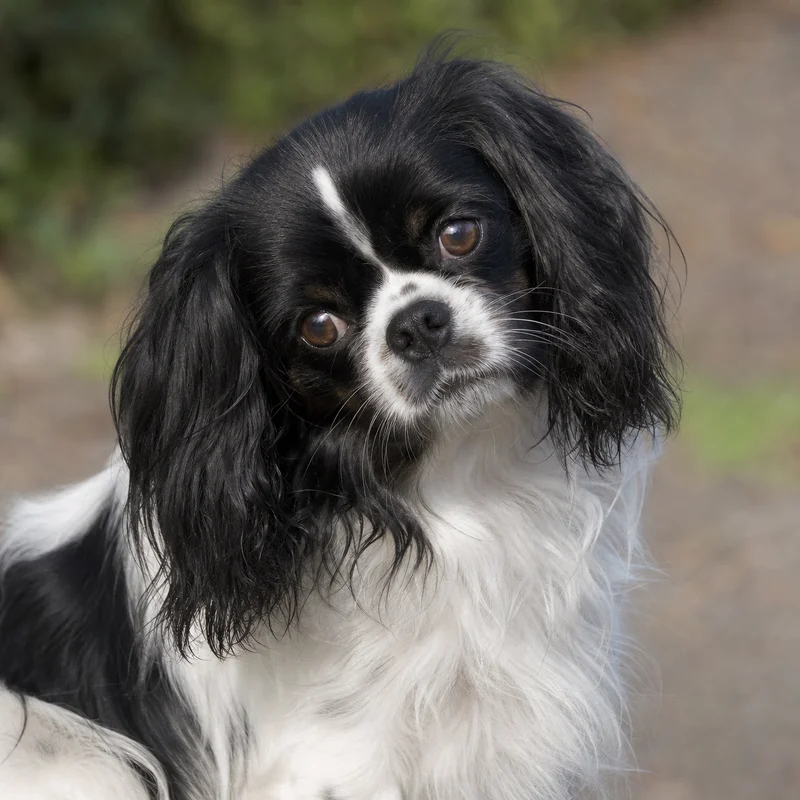 English Toy Spaniel — alert