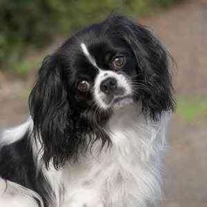English Toy Spaniel — alert