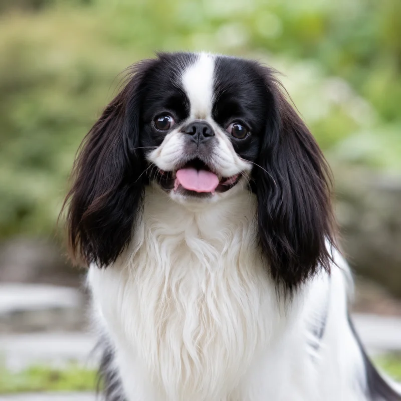 English Toy Spaniel — happy