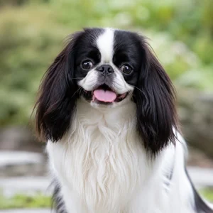 English Toy Spaniel — happy