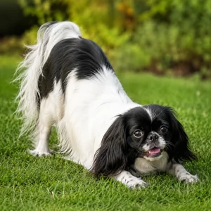 English Toy Spaniel — playful