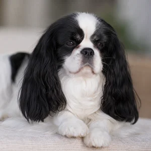 English Toy Spaniel — relaxed