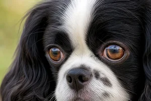 English Toy Spaniel — eyes