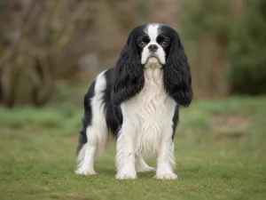 English Toy Spaniel — front
