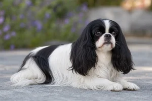 English Toy Spaniel — lying down