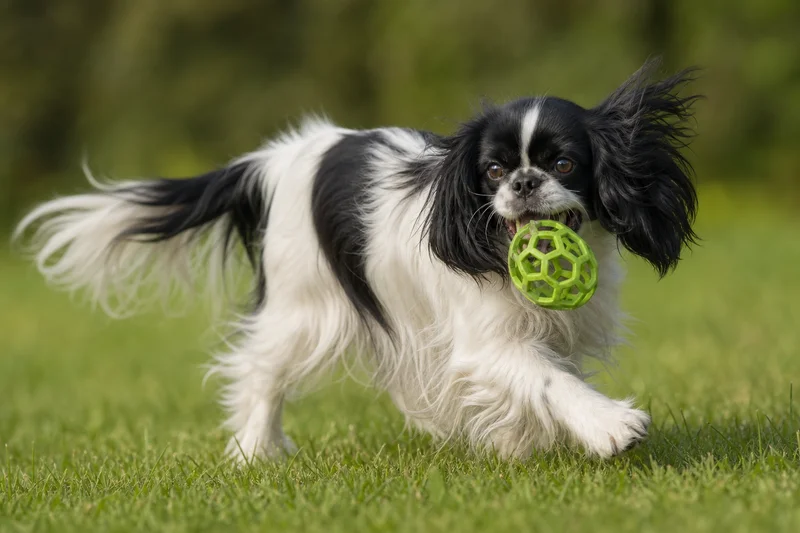 English Toy Spaniel — playing