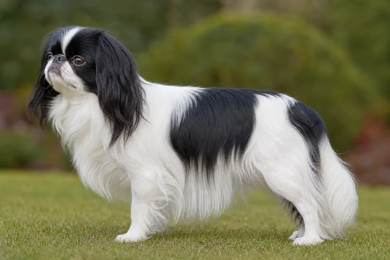 English Toy Spaniel — side